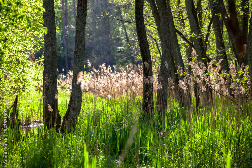 Beautiful landscape with the reeds in the forest near the river