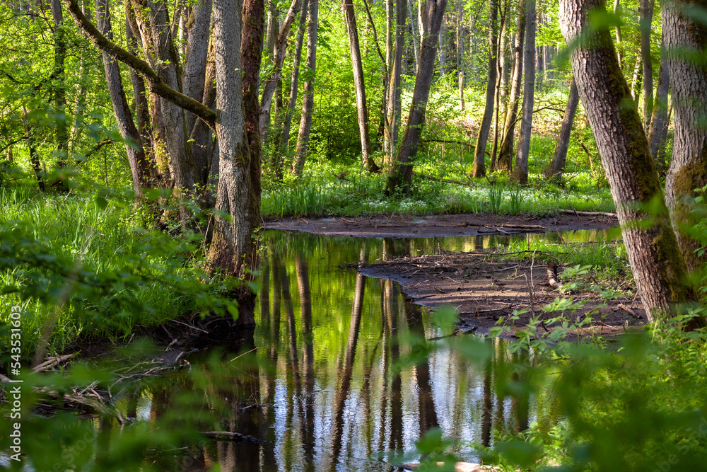 Wild river in the green spring forest