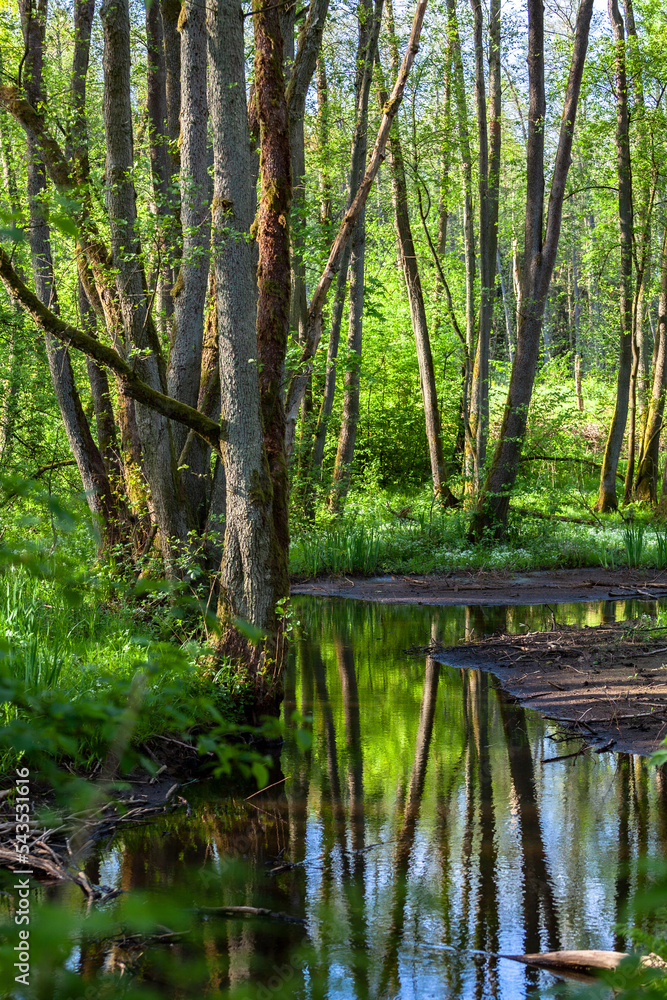 Trees by the stream in the green forest