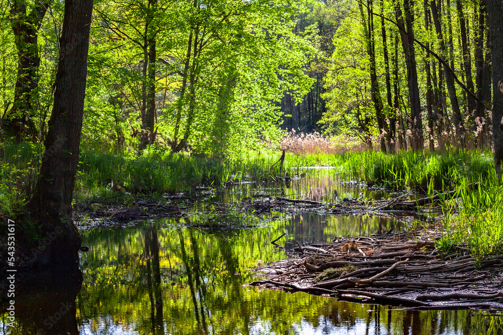 Beautiful river in the forest