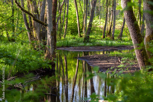 Obraz na płótnie Wild river in the green spring forest w salonie