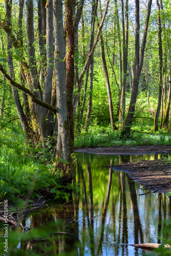 Obraz na płótnie Trees by the stream in the green forest w salonie
