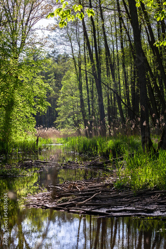 Obraz na płótnie River in the green spring forest w salonie