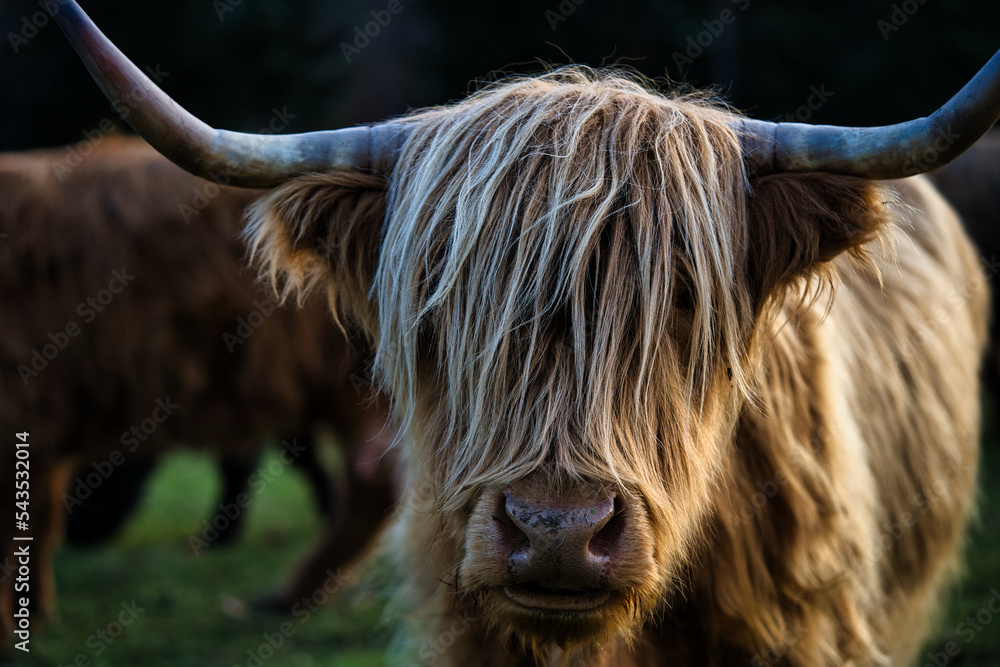 Mucca di razza Highlander