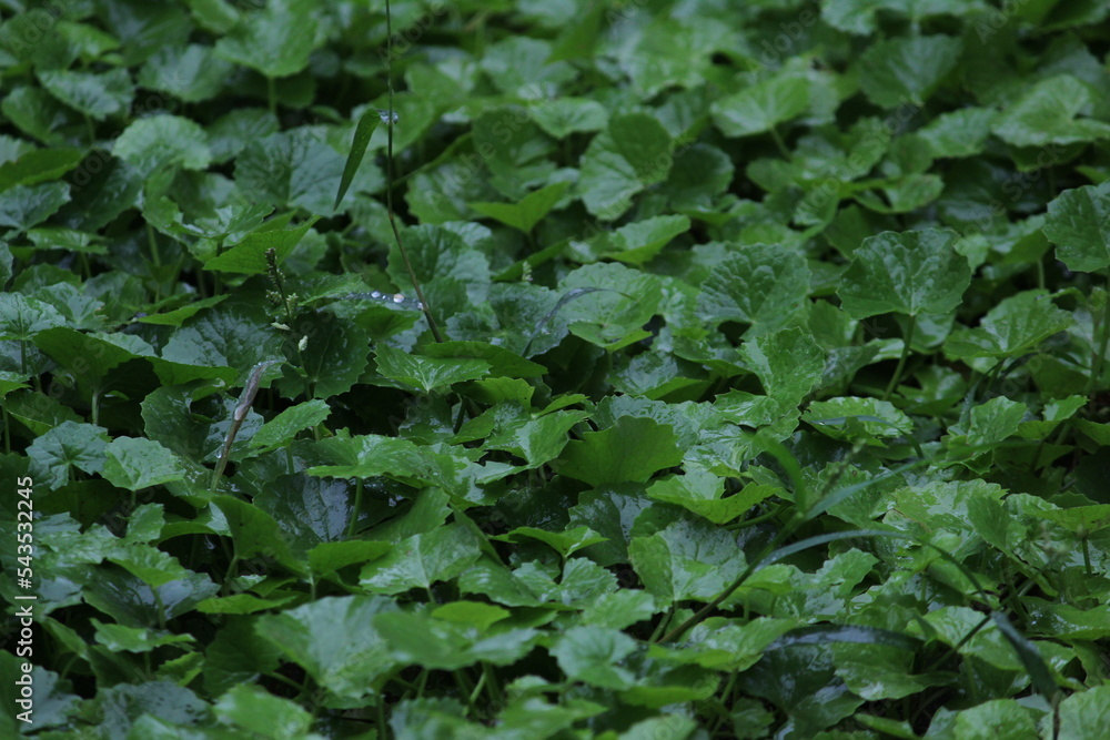 top angle view of Group of green leaves or leafs on the rainy day with some rain drops on that top angle view of Group of green leaves or leafs on the rainy day with some rain drops on that