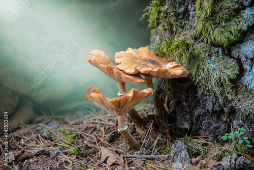 armillaria gallica mushroom cluster on a tree stump photo
