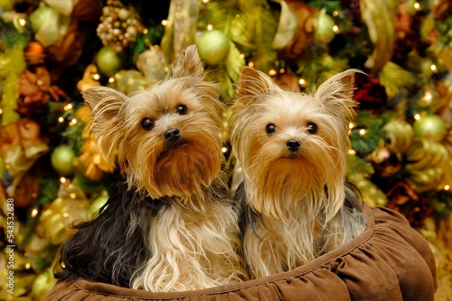 Close-up shot of a beige Yorkshire Terriers with a background of  a Christmas tree