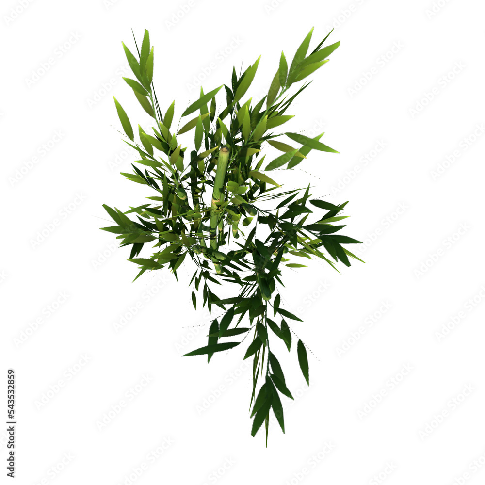 Top view of Plant ( Bamboo 1) Tree png Top view of Plant ( Bamboo 1) Tree png