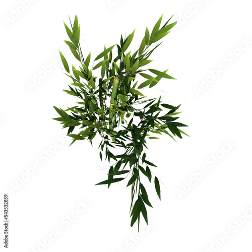 Top view of Plant ( Bamboo 1) Tree png