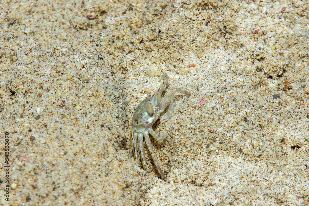 Beach crabs make nests by making holes in the sand and foraging around the beach