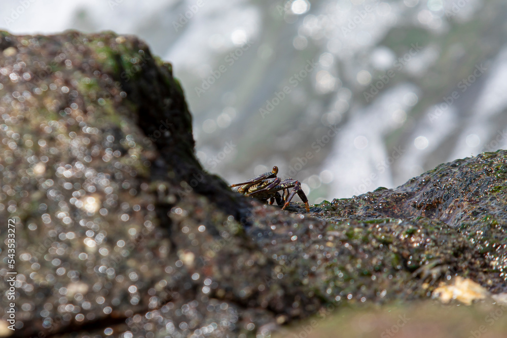 Green Crab among the Rocks looking for food that is always hit by the waves Green Crab among the Rocks looking for food that is always hit by the waves