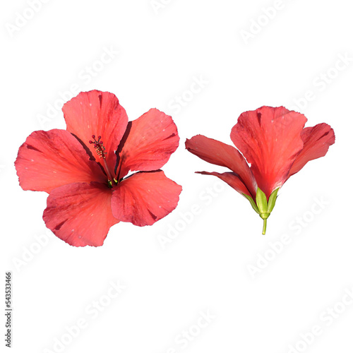 Front view of Plant Flower  Hibiscus 1  Tree png