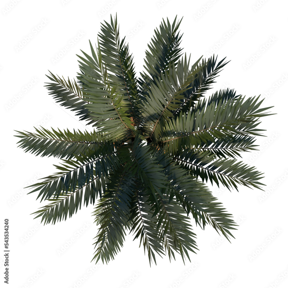 Top view of Plant ( Coconut Palm 1) Tree png