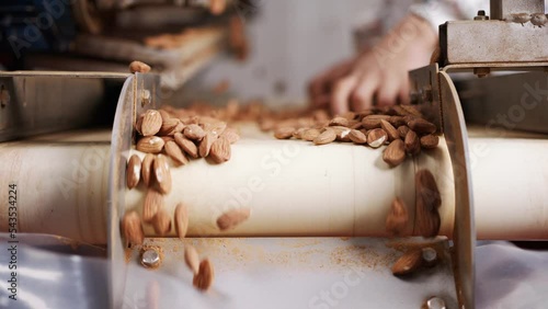 Slow motion of Almonds falling from a conveyor belt in a processing facility photo