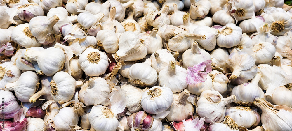 garlic in organic plantation market