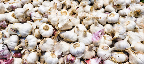 garlic in organic plantation market