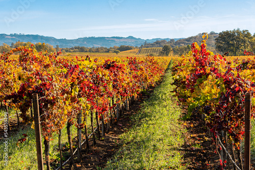  Colorful Vineyard in Autumn, Sonoma County California