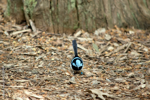 the fairy wren has a white stomach and black chest, tail and back, with blue on its forehead and cheeks