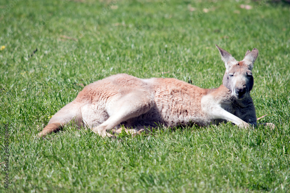 the malenred kangaroo is a large marsupial the malenred kangaroo is a large marsupial