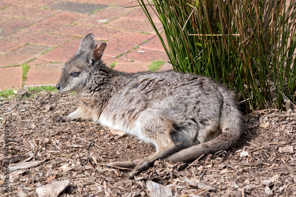 The tammar wallaby is mainly grey with a white chest and white cheek stripes The tammar wallaby is mainly grey with a white chest and white cheek stripes