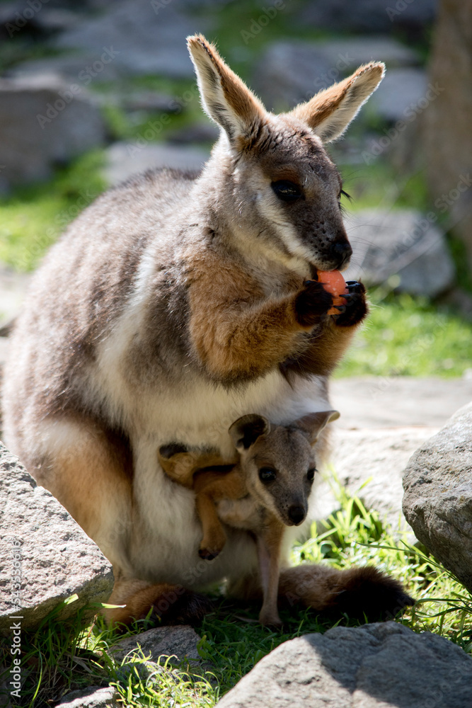 the mother yellow footed rock wallaby is eating a carrot while the joey looks from her pouch the mother yellow footed rock wallaby is eating a carrot while the joey looks from her pouch