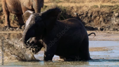Elephants take a bath in a pond in the Kruger National Park, South Africa