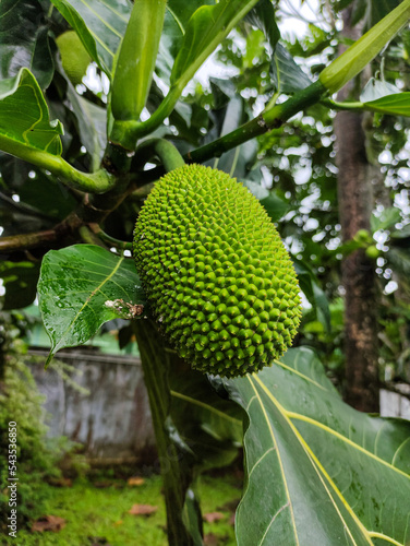A breadfruit  Artocarpus altilis  hanging on the tree. Tropical fruit also known as  Sukun  in Indonesia. Close up view.