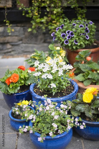 Vertical of colorful blue garden pots with assorted colorful spring flowers