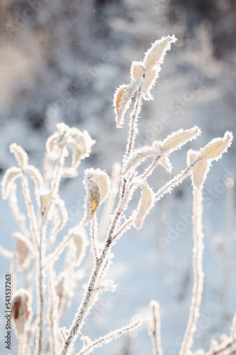 Close up view of a plant covered in frost on a wintry morning