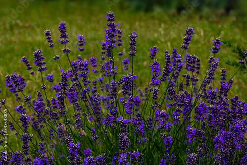 purple lavender on a green background in a garden in closeup