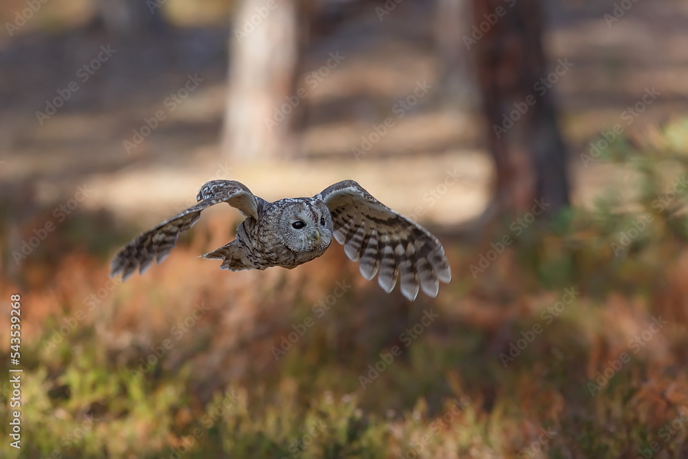 Fototapeta premium Ural owl (Strix uralensis) is a large nocturnal owl detail of bird in flight