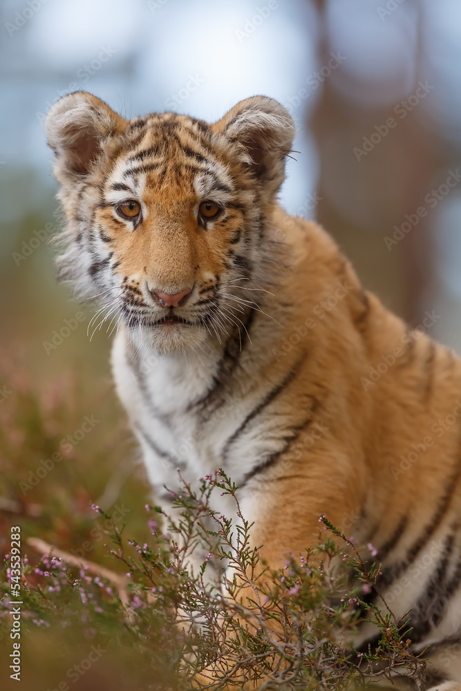 Obraz premium young colored Bengal tiger (Panthera tigris tigris) close up portrait
