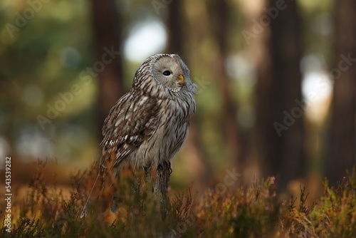 Принти на полотні Ural owl (Strix uralensis) is a large nocturnal owl.