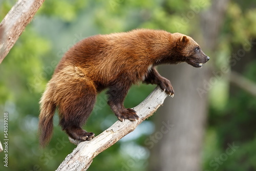 wolverine (Gulo gulo) is on the edge of the branch