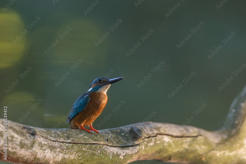 male Eurasian kingfisher (Alcedo atthis) in the early evening in a tree male Eurasian kingfisher (Alcedo atthis) in the early evening in a tree