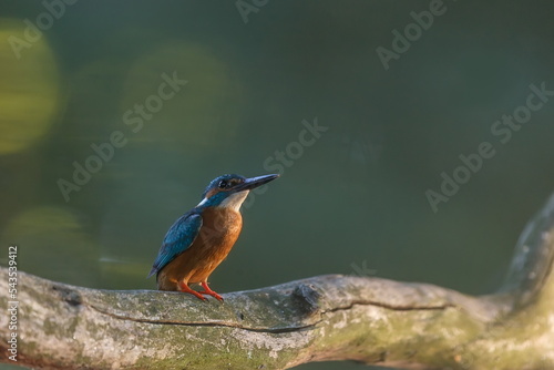 male Eurasian kingfisher (Alcedo atthis) in the early evening in a tree