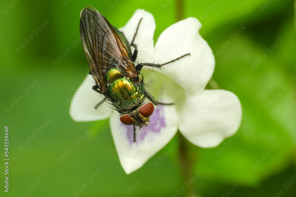 little insect beauty little insect beauty