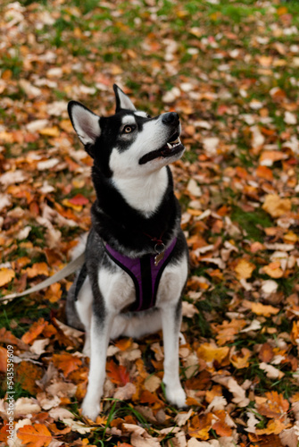 Black and white Husky breed dog sitting among fallen leaves and grass. Ammunition for sled dogs. Alaskan Malamute with fluffy tail and open mouth. Dog's fur. Pet care. Domestic wolf. Autumn wallpaper