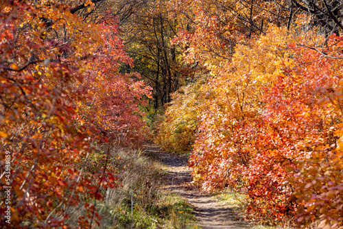 Autumn landscape background. Beautiful autumn landscape on sunny day  yellow  red leaves fall from trees. Bright warm autumn landscape. Beautiful calendar postcard screensaver. Selective soft focus