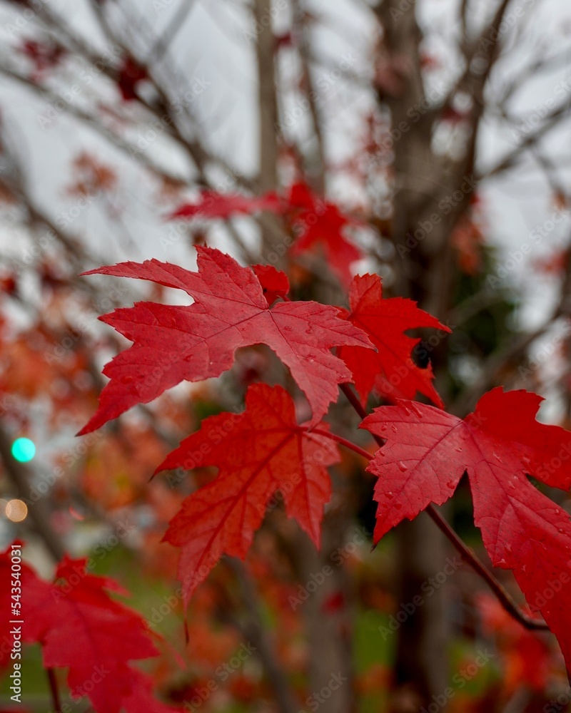Fototapeta premium red maple leaves in autumn