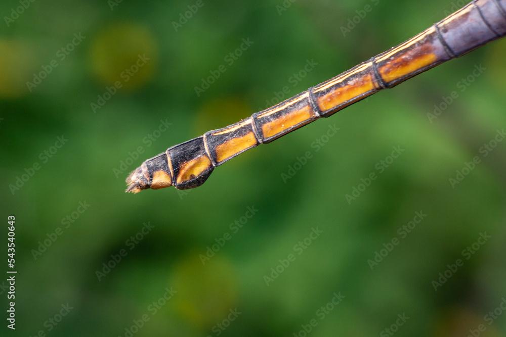 the beauty of dragonflies in nature the beauty of dragonflies in nature