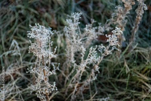 Frost on plants in the morning 