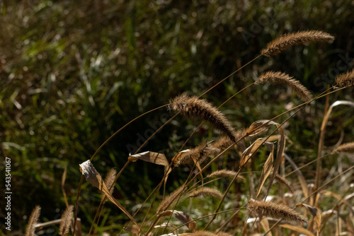 Wheat in the feild 