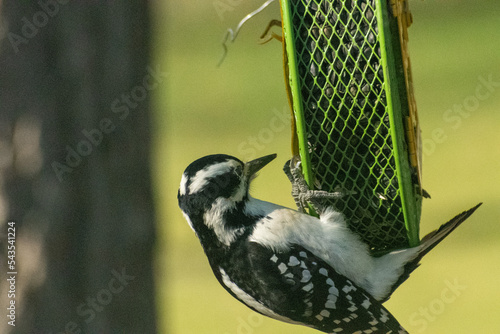wood pecker on a feeder 