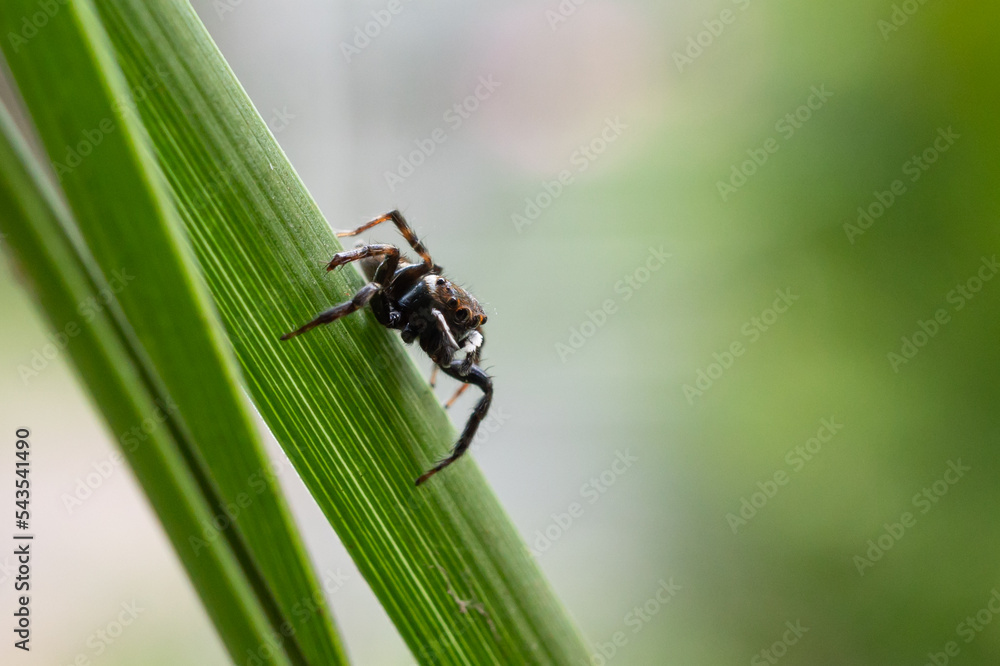 insects perched on leaves insects perched on leaves