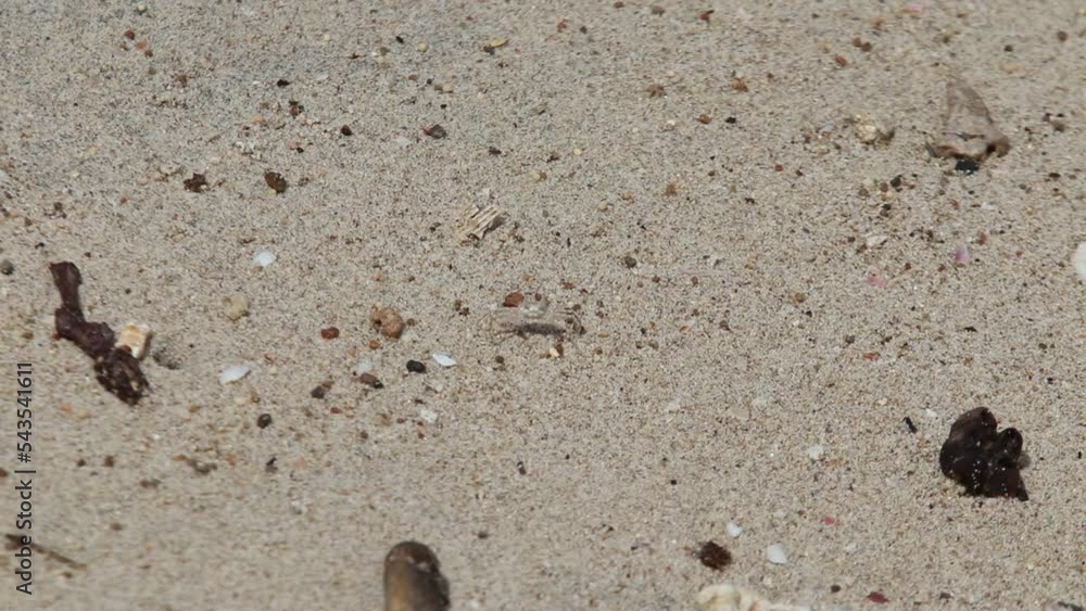 Beach Crab looking for food among the beach sand hit by the waves Beach Crab looking for food among the beach sand hit by the waves