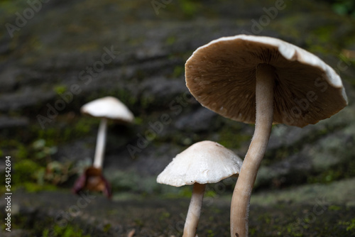 mushrooms growing in the yard