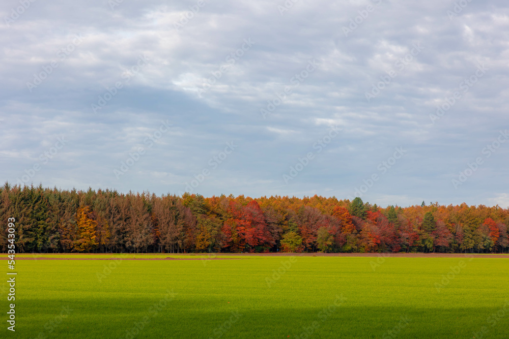 Landscape with view of green meadow and the wood under blue sky and white clouds, Grass field and the forest with orange, yellow or red colour in Autumn, Countryside of Netherlands, Nature background.