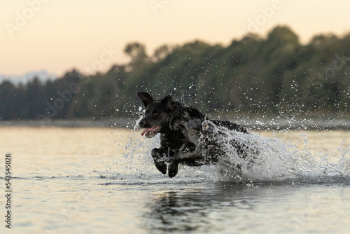 Black dog running in the ocean