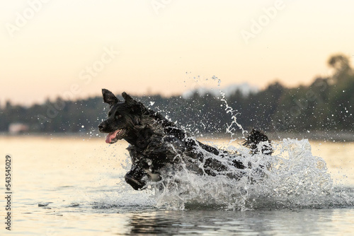 Black dog running in water photo